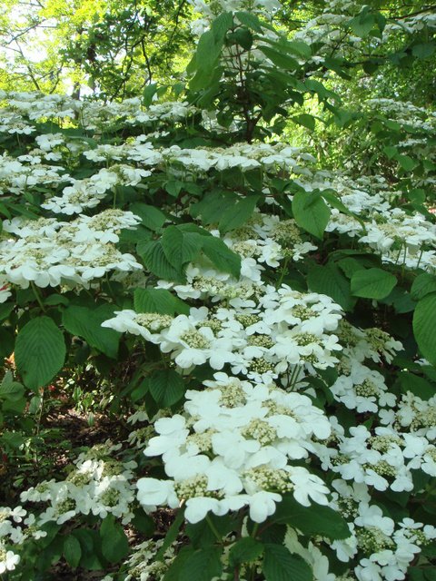 Viburnum plicatum fleur